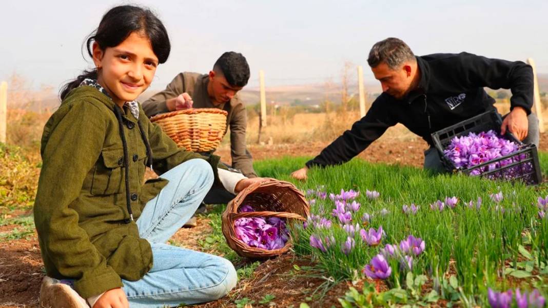 Dünyanın en pahalı baharatı! 3 yıl önce Türkiye'de keşfetti...Kilosunu 200 bin liradan satıyor 12